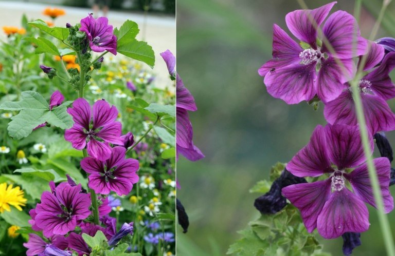 Vildmalva (Malva sylvestris) i attraktiv lila för den delvis skuggade platsen