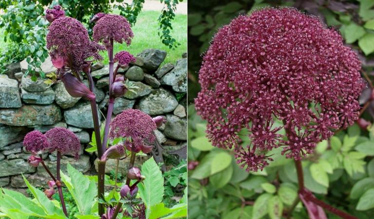 Röd angelica (Angelica gigas) i mörkrött med en intressant, sfärisk blomma