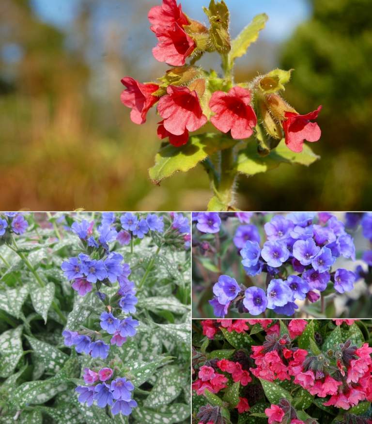 Lungwort (Pulmonaria) finns med olika blommafärger