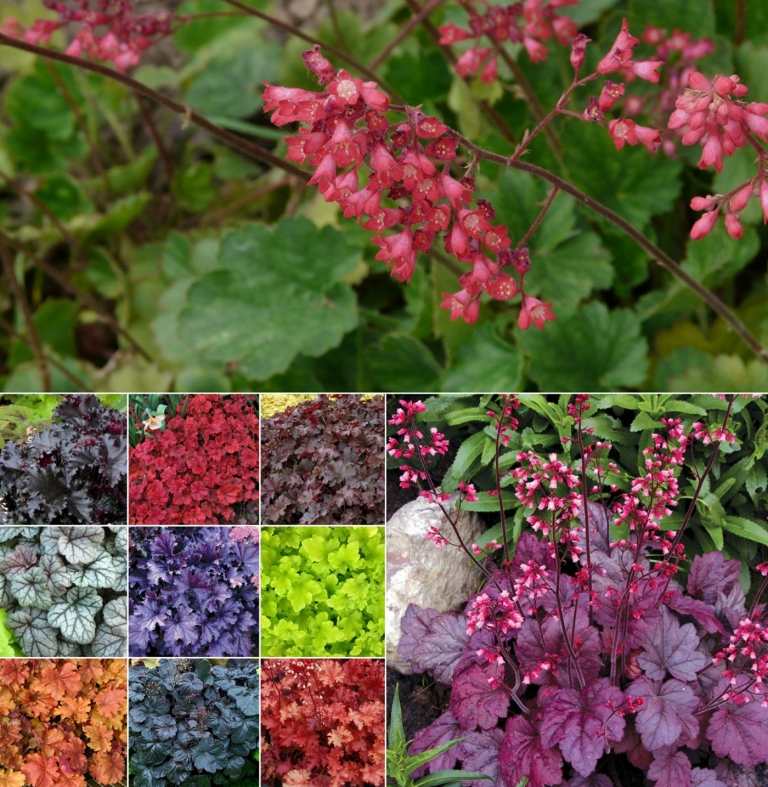 Lila klockor (Heuchera) som blommande perenner för halvskugga finns med färgglada lövverk