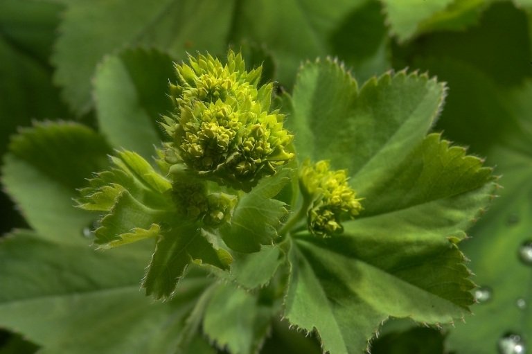 Lady's mantel (Alchemilla vulgaris) är mycket populär för trädgårdsdesign