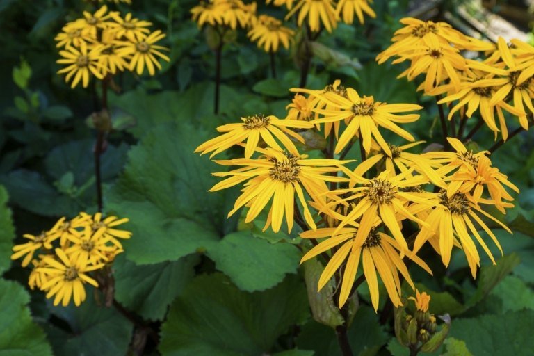 Ragwort (Ligularia) med gula blommor och tyglövverk i vissa sorter