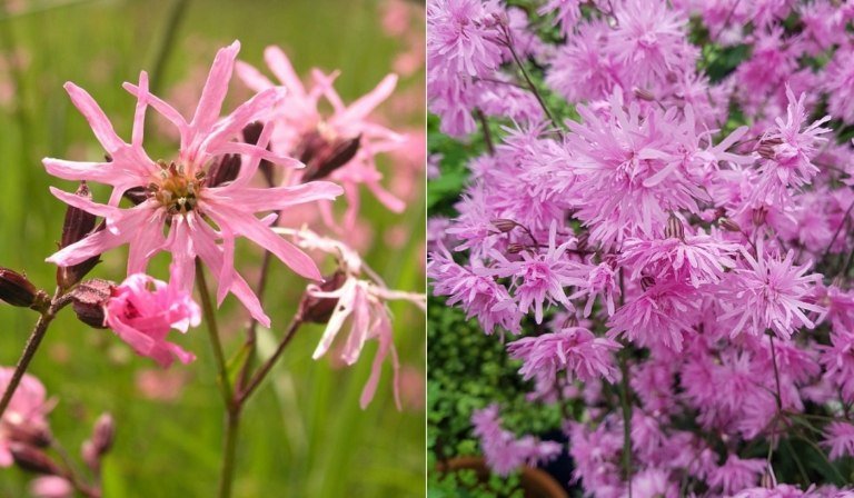 Den rosa gökens ljusnejlika (Lychnis flos-cuculi) har frodiga och känsliga blomställningar