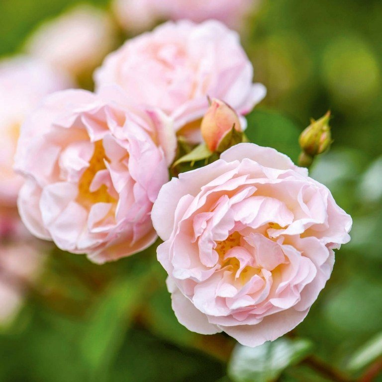 Rambler rose (Rosa 'The Lady of the Lake') som en flerårig för klättring i en delikat rosé