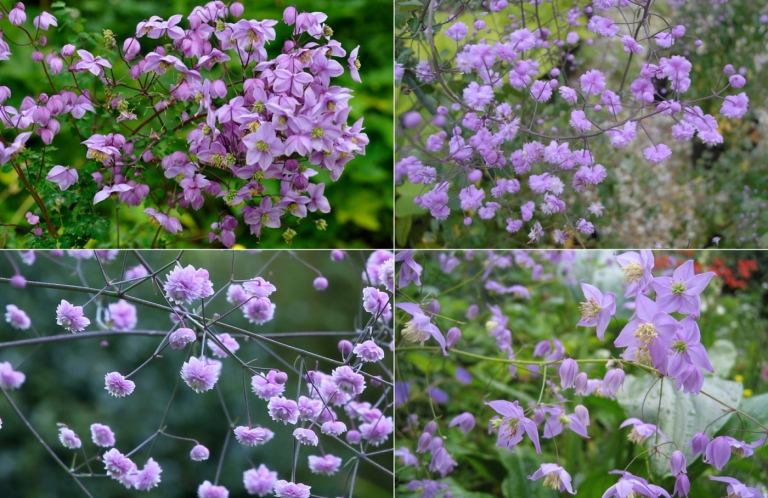 Meadow rue (Thalictrum delavayi) i rosa med dubbla och ofyllda blommor