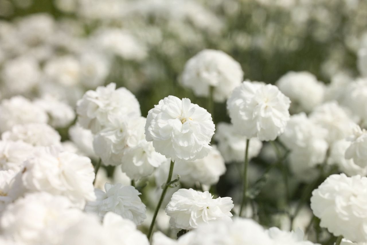 White sheaf (Achillea ptarmica) med dubbla blommor påminner om snöbollar