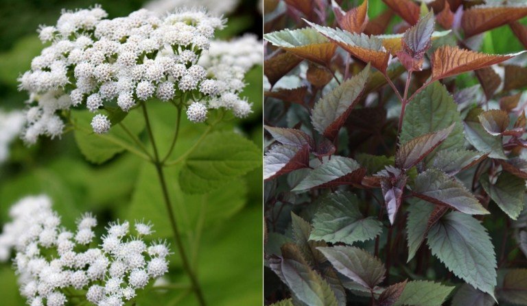 Vårdtips för Ageratumdost (Ageratina altissima) som blommande perenner för halvskugga