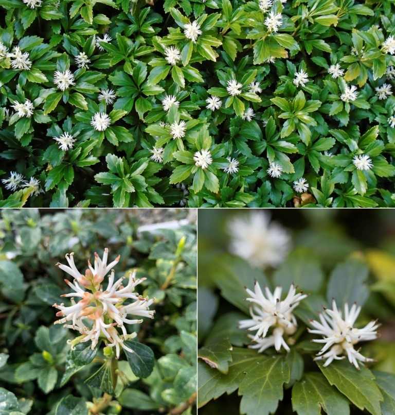En vacker matta med blommor kan skapas med den feta mannen (Pachysandra)