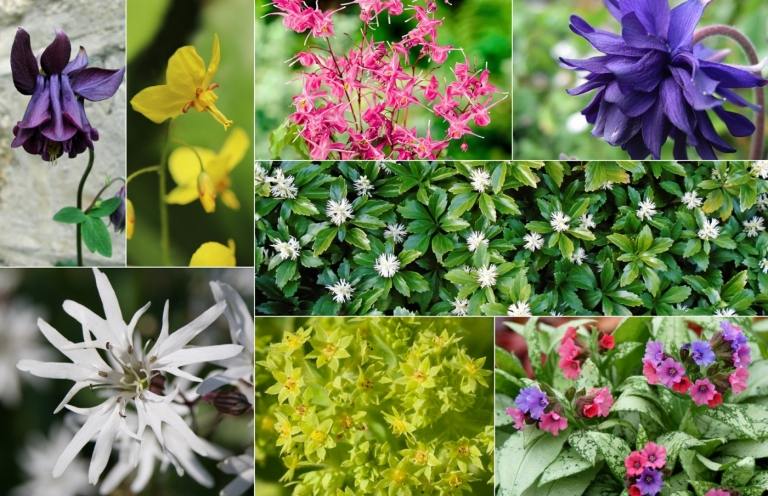 Blommande perenner för halvskugga som ljus nejlika, columbine, tomteblomma, fet man, dammantel, lungwort