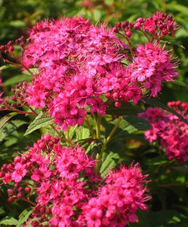 blommande buskar rosa-inspiration-japansk-dart-röd