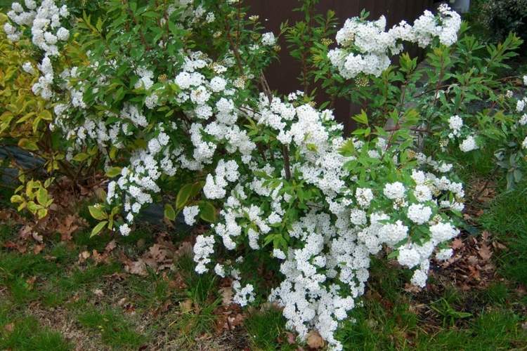 blommande buskar-spiraea-vanhouttei-huebsch-deco-trädgård-nybörjare
