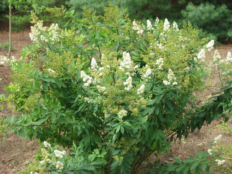 blommande buskar-liten-alba-japansk-sparv-vit