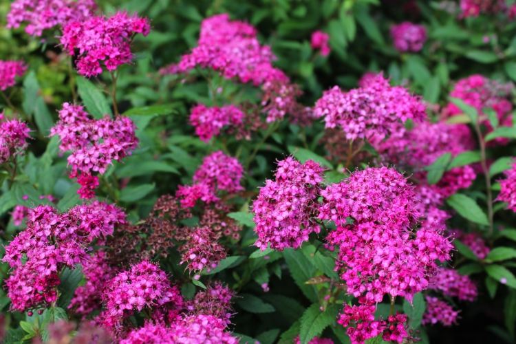 blommande-buskar-anthony-waterer-rosa-färger-hobbygaertner