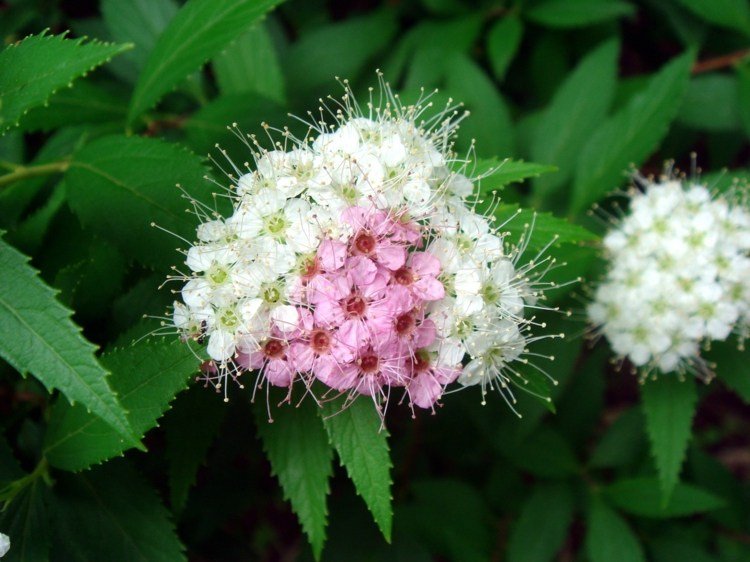 blommande buskar sparvar-blomställning-vit-rosa-natur-skådespel