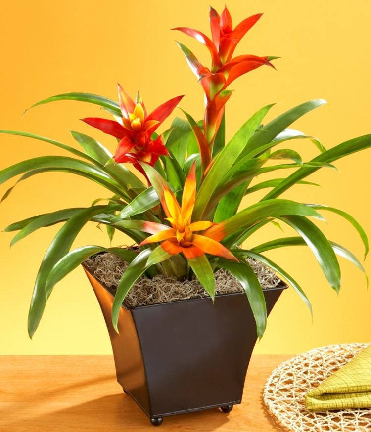 Bromeliads-as-a-houseplant-at-home