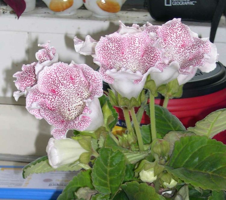 -gloxinia-blomman-som-en-krukväxt