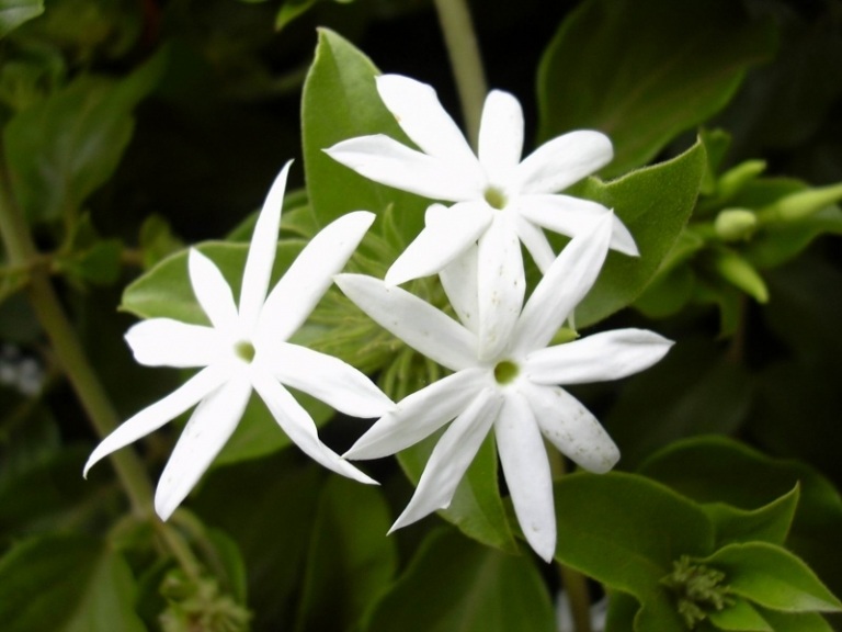 Blommor på balkongen-vit-klättring-jasmin