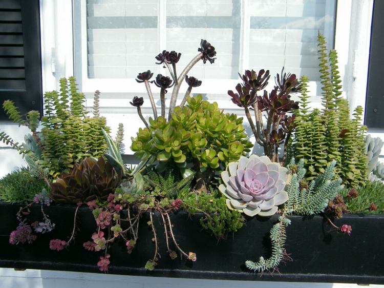 idé blomsterlåda design succulenter färgrik vård helt enkelt fönster