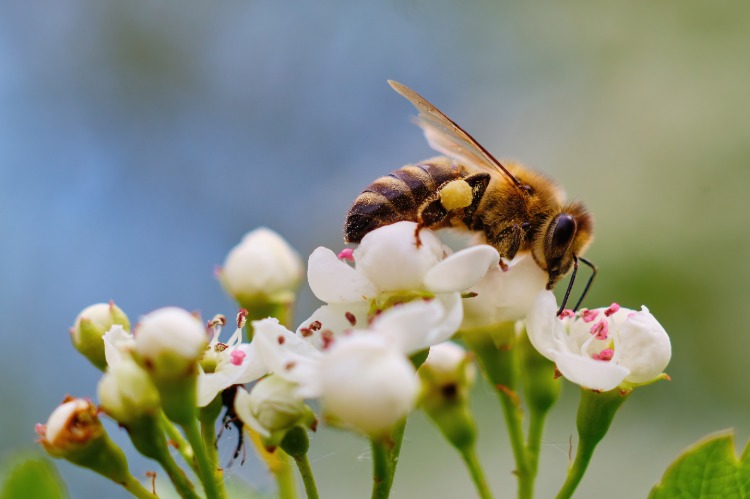 bin kan pollinera blommor naturligt