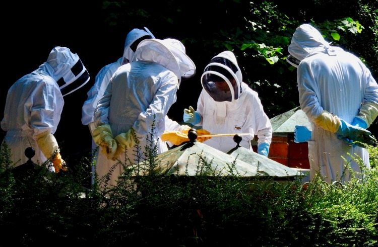 Biodlare och biodlare samlades utomhus med bin