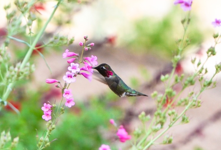 kolibri pollinerande växter naturligt