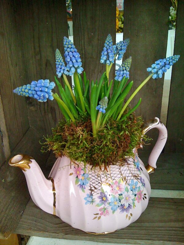 blommor vår vintage tekanna druva hyacint mossa