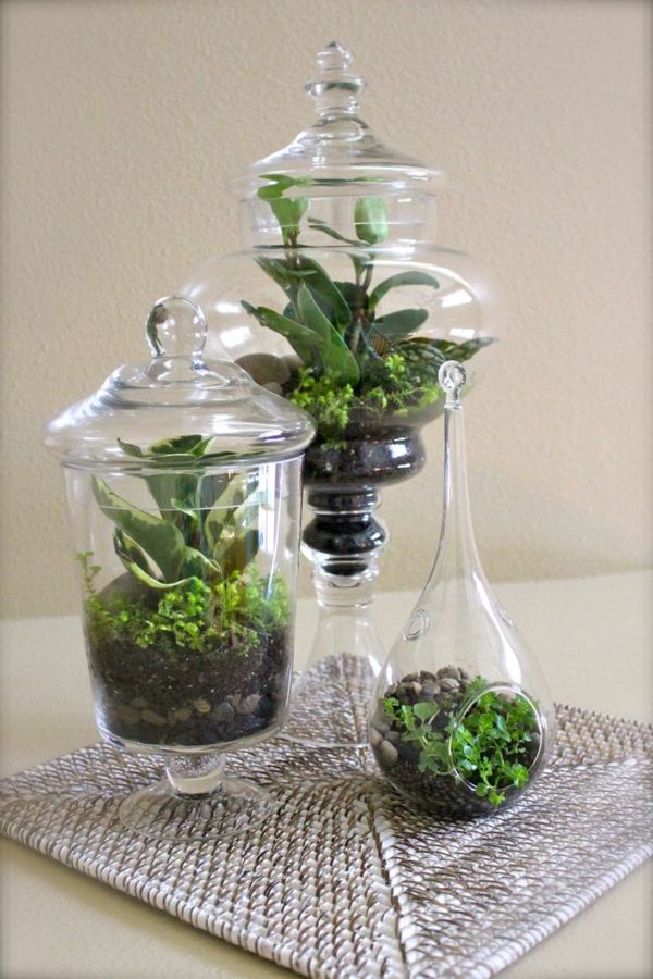 gör mini terrarium själv växter gröna