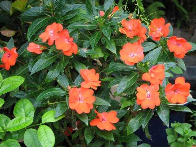 Impatiens-Guinea-orange-bild-balkong-skugga