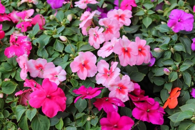 impatiens-valeriana-bild-blomma-för-balkong-skuggiga