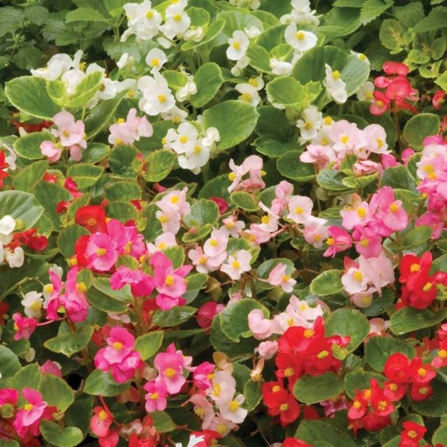 begonia-semperflorens-färg-blandning-balkong-idé