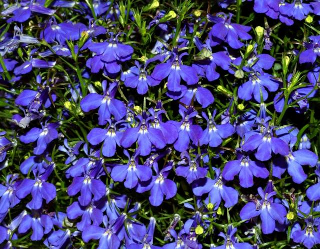 Lobelia-blå-växter-balkong-vacker-blomma