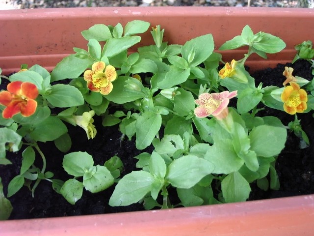 mimulus-blomkruka-terrass-skuggig-plats