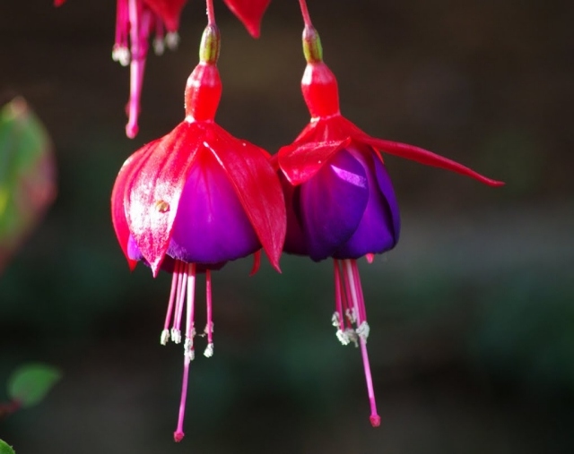 fuchsia-blomma-skugga-vänlig-balkong-idé