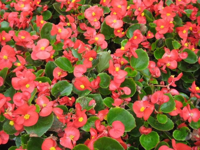 begonia-balkong-röd-skugga-växt-bild