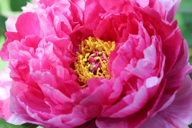 blommor för trädgården pioner1 populär rosa