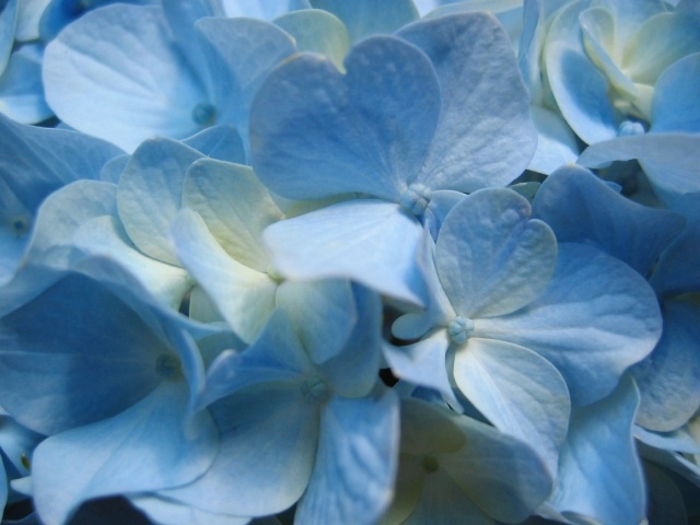 blommor hortensior blå känsliga perfekta designidéer
