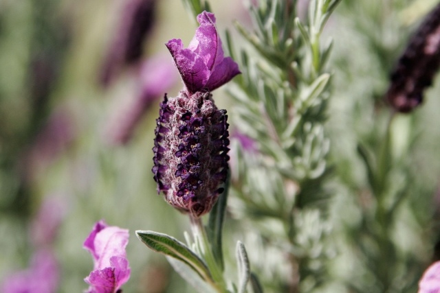 blommor trädgård lavendel lila idéer växtvård