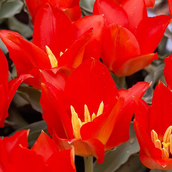 vackra röda tulpaner foton
