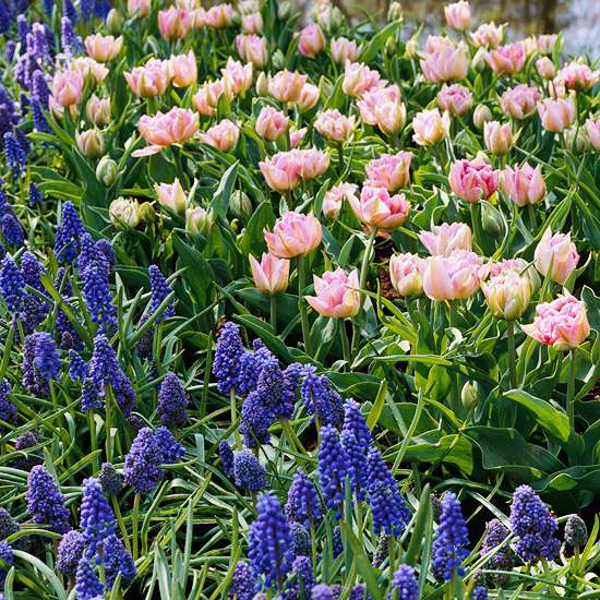 lila lila trädgård färgscheman