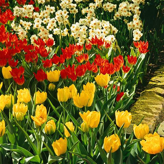 nederländska tulpaner-röd-gul