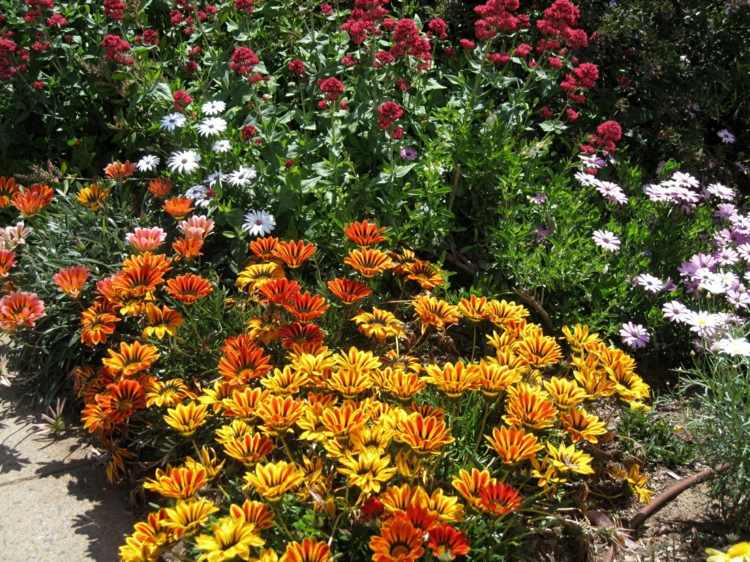 blommor för solen rabatt-idé-orange-vit-rosa