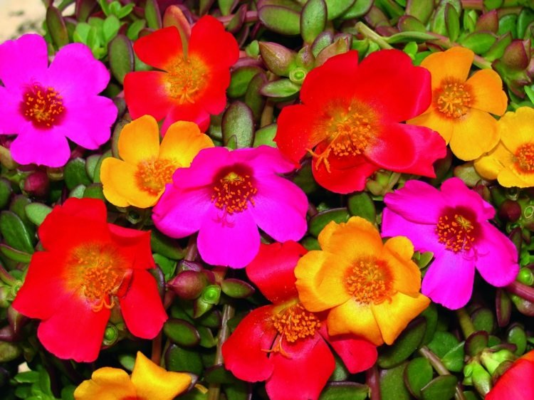 blommor-sol-purslane-frön-plantering-utomhus-inspiration