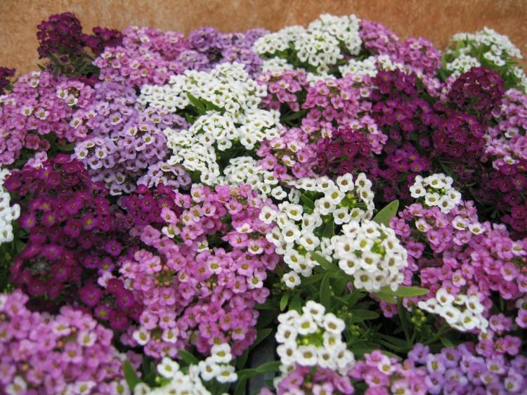 blommor för solen alyssum-lila-vit-trädgård