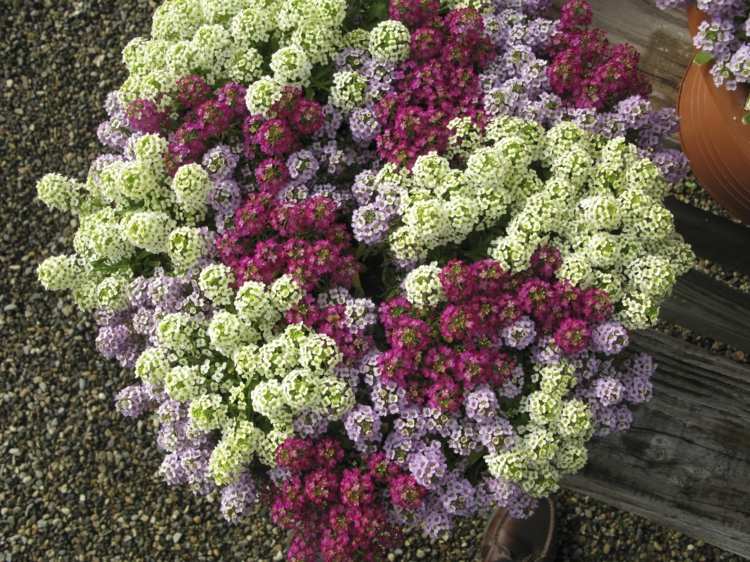 blommor-sol-sten-ört-romantik-färger-vit-violett-lila