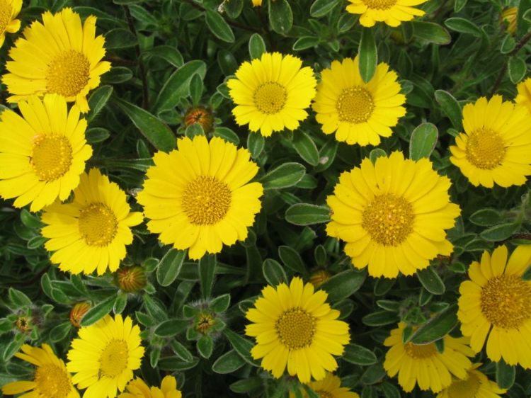 blommor-sol-guldtalare-trädgård-design-syd-idé