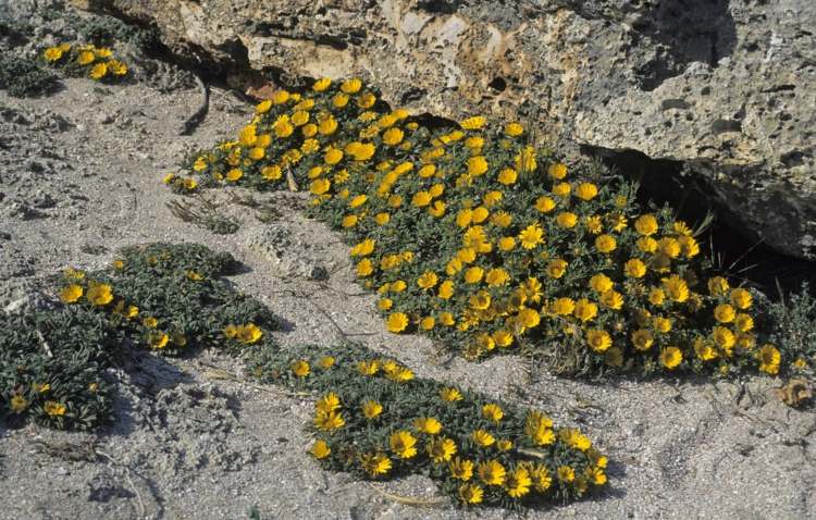 blommor-sol-gul-guldtalare-tips-lättskött-gul-markskydd