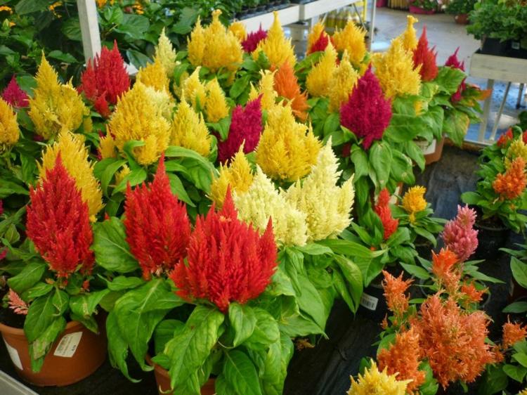 blommor för solen brandschopf-röd-gul-färger