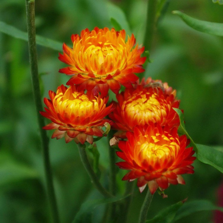 blommor-sol-odödlighet-torka-bukett-eld-färg-möblering-dekoration
