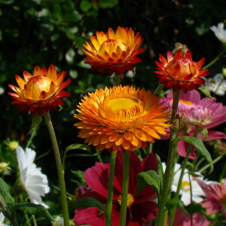blommor-sol-helichrysum-eviga blommor-färgglada-bevattning-sällsynta