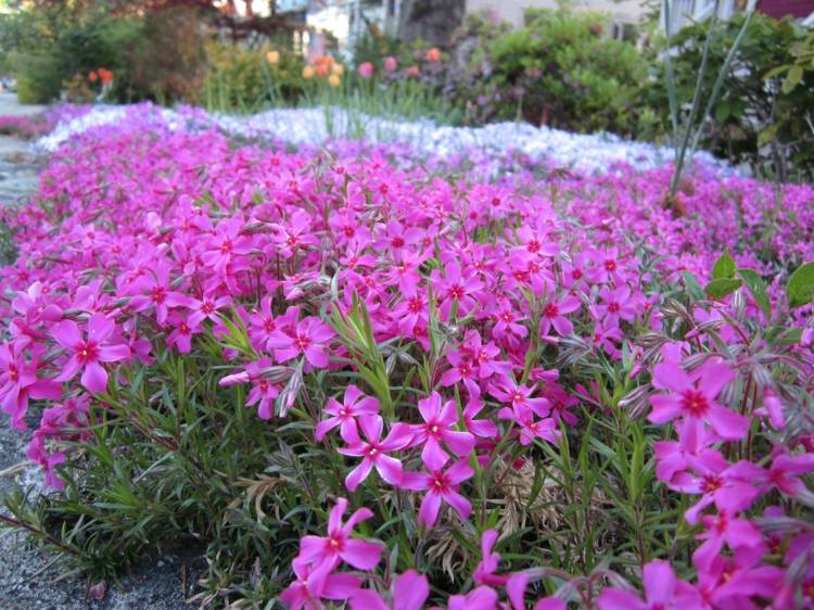 blommor för solen flamma blomma-flox-trädgårdsarbete-lila-mark täcka